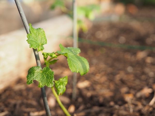 Garden Okrasprout