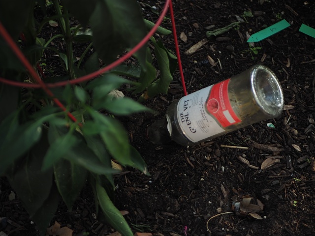Garden Scotchbottle