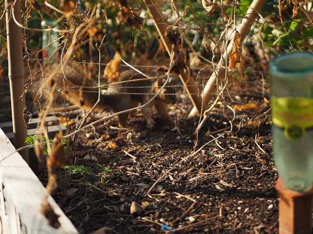 Garden Squirrelnut