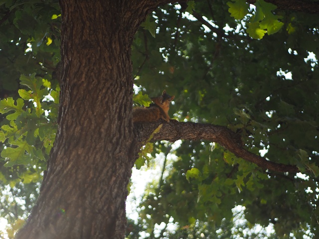 Garden Squirreltree